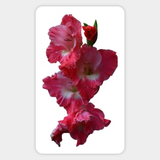 Beautiful flower Gladiolus Sticker